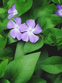 Close-up of purple flowers