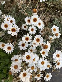 High angle view of white daisy flowers on field