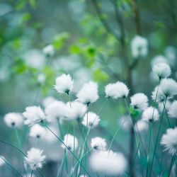 Close-up of white flowering plant on field