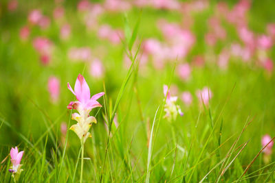 Close-up of pink crocus flowers on field