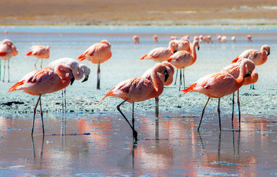 Flock of birds in sea