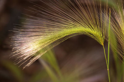 Close-up of plant at night