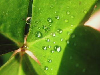 Close-up of water drops on leaf