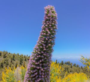 Low angle view of flowering plants on field against clear blue sky