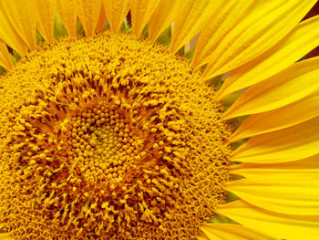 Full frame shot of sunflower blooming outdoors