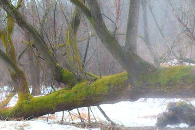 Trees growing in sunlight