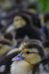 Close-up of a bird