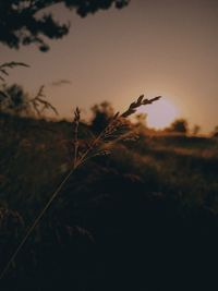 Close-up of silhouette plants on field against sky at sunset