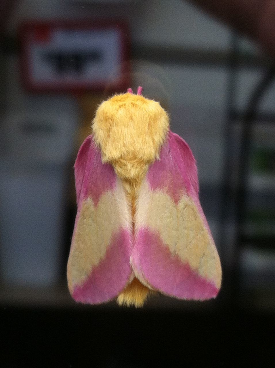 CLOSE UP OF HEAD