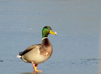 Side view of a duck in lake