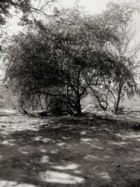 Trees on landscape against sky