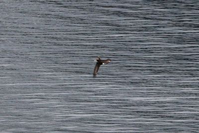 Bird flying over sea