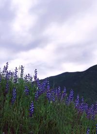 Purple flowering plants on field against sky