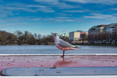 Seagull perching on a sea