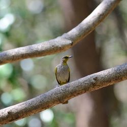 Close-up of bird perching on branch
