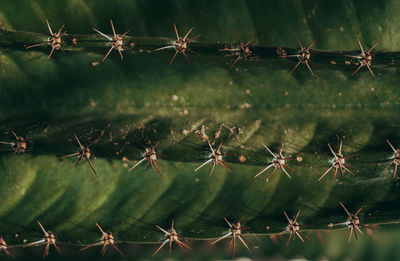 Close-up of plant