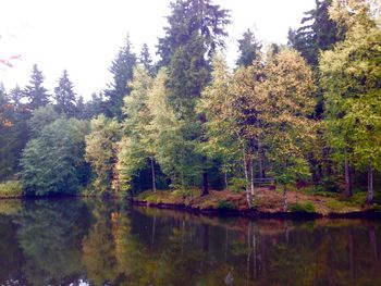 Reflection of trees in lake