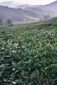 Full frame shot of plants on field