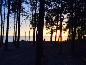 Silhouette trees at beach during sunset