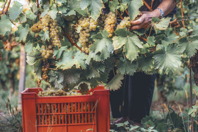 Grapes growing in vineyard