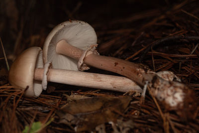 mushroom