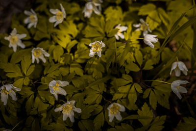 Close-up of white flowers blooming outdoors