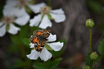 Close-up of butterfly pollinating on flower