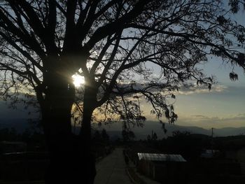 Silhouette trees against sky during sunset