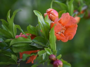 Close-up of red flowering plant