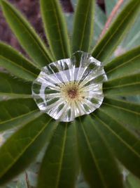 Close-up of flower