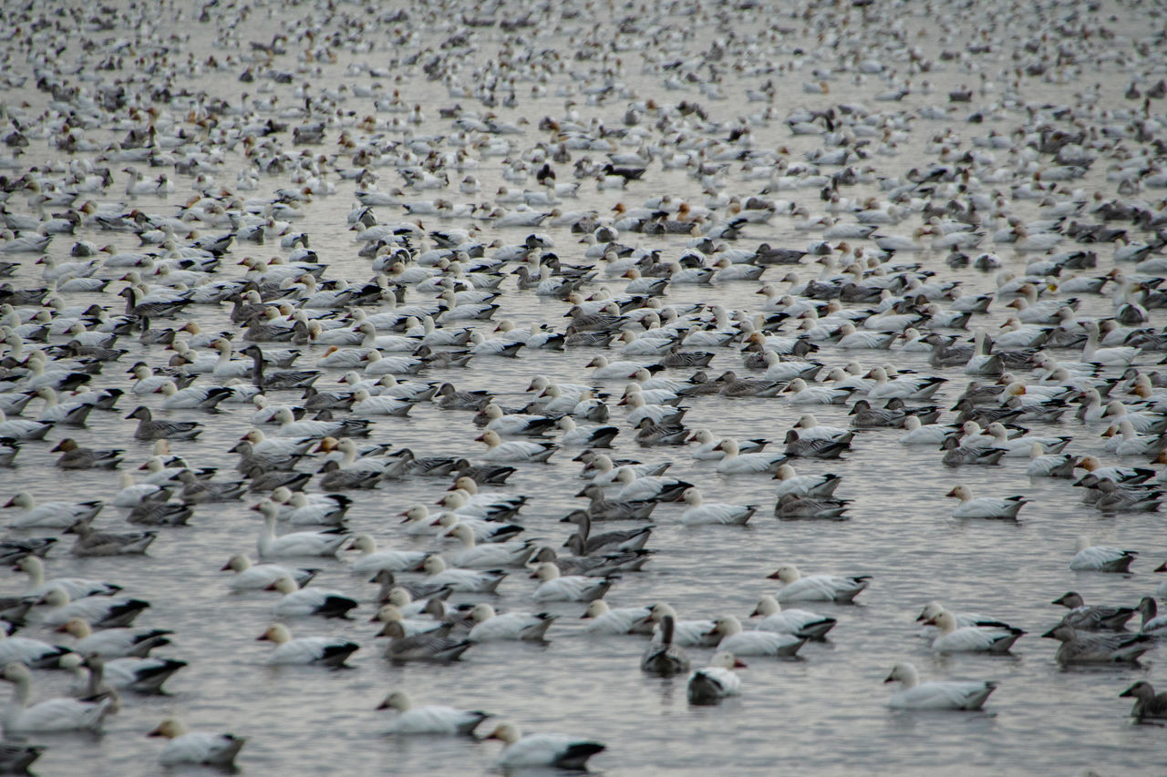 HIGH ANGLE VIEW OF BIRDS ON THE BEACH