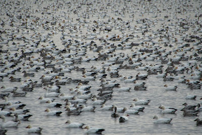 High angle view of birds on beach