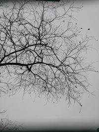 Close-up of silhouette bare tree against clear sky