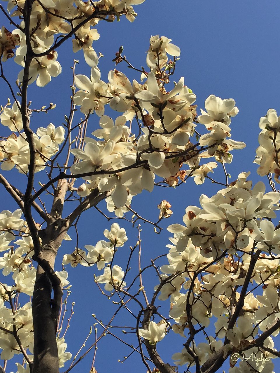 flower, branch, tree, nature, beauty in nature, fragility, low angle view, growth, blossom, springtime, magnolia, botany, no people, day, freshness, outdoors, clear sky, flower head, close-up, sky