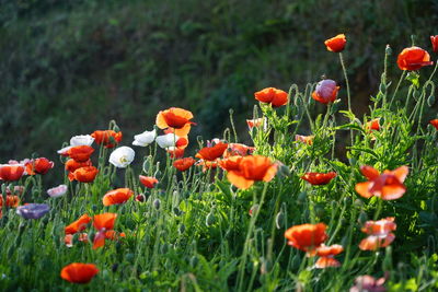 Close-up of poppy flowers growing on field