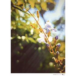 Low angle view of plants