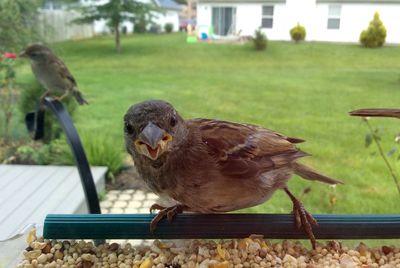 Close-up of bird