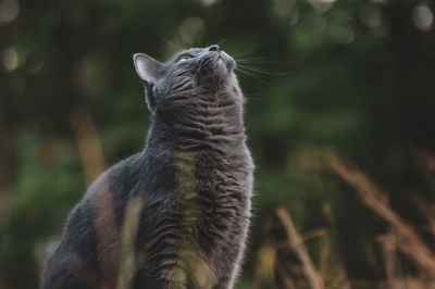 Close-up of a cat looking up