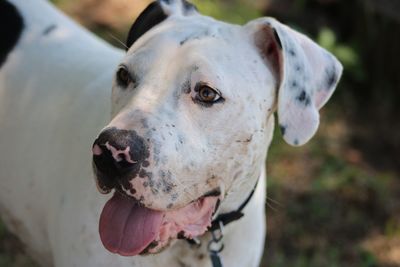 Close-up of dog