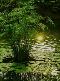 Reflection of trees in lake