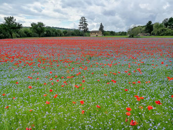 Red poppy flowers on field against sky