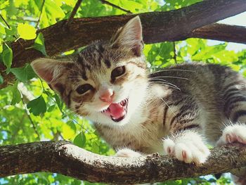 Portrait of cat on tree