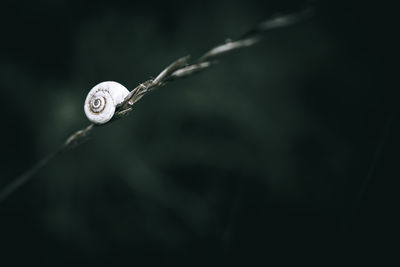 Close-up of a small white snail on grass