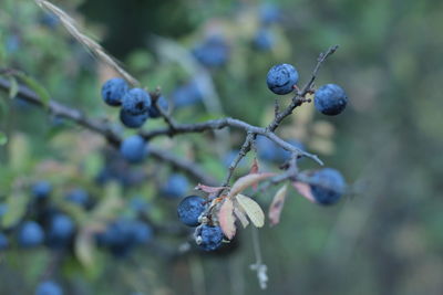 Close-up of purple flower against blurred background