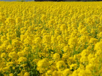 Scenic view of oilseed rape field