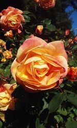 Close-up of rose roses