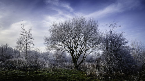 Close-up of flower tree against sky