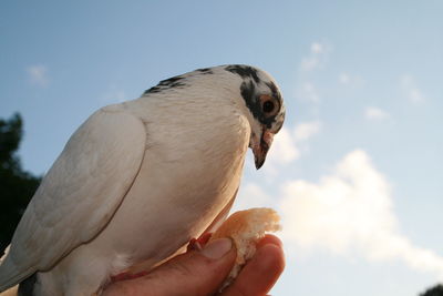 Cropped image of hand holding bird against sky