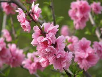 Close-up of pink flowers