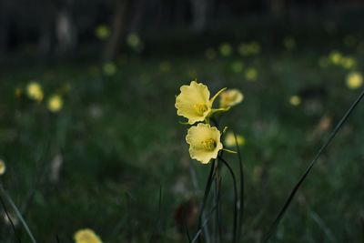 Close-up of yellow flowering plants on field